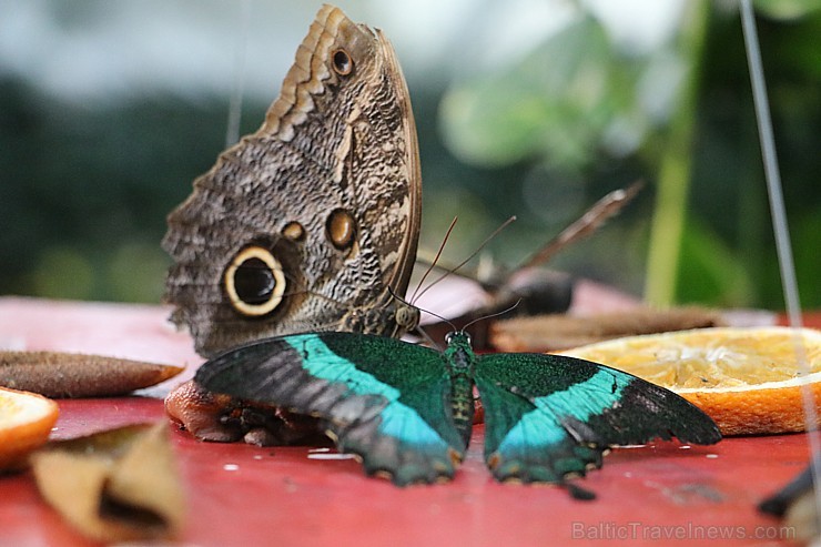 Travelnews.lv apmeklē Konjas taureņu māju «Konya Tropical Butterfly Garden». Atbalsta: Turkish Airlines Travelnews.lv apmeklē Konjas taureņu māju «Konya Tropical Butterfly Garden». Atbalsta: Turkish Airlines 223735