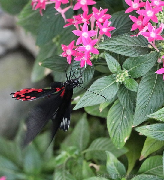 Travelnews.lv apmeklē Konjas taureņu māju «Konya Tropical Butterfly Garden». Atbalsta: Turkish Airlines Travelnews.lv apmeklē Konjas taureņu māju «Konya Tropical Butterfly Garden». Atbalsta: Turkish Airlines 223743