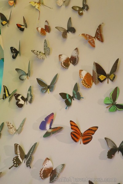 Travelnews.lv apmeklē Konjas taureņu māju «Konya Tropical Butterfly Garden». Atbalsta: Turkish Airlines Travelnews.lv apmeklē Konjas taureņu māju «Konya Tropical Butterfly Garden». Atbalsta: Turkish Airlines 223762