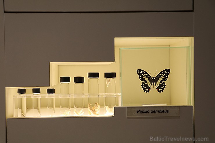 Travelnews.lv apmeklē Konjas taureņu māju «Konya Tropical Butterfly Garden». Atbalsta: Turkish Airlines Travelnews.lv apmeklē Konjas taureņu māju «Konya Tropical Butterfly Garden». Atbalsta: Turkish Airlines 223765