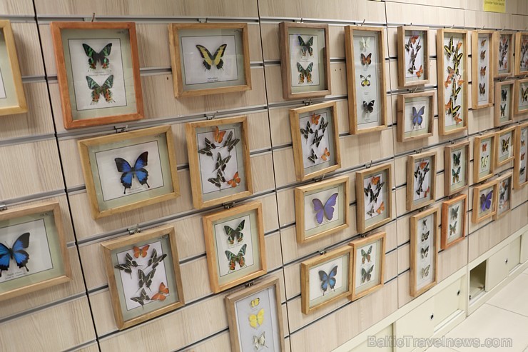 Travelnews.lv apmeklē Konjas taureņu māju «Konya Tropical Butterfly Garden». Atbalsta: Turkish Airlines Travelnews.lv apmeklē Konjas taureņu māju «Konya Tropical Butterfly Garden». Atbalsta: Turkish Airlines 223770