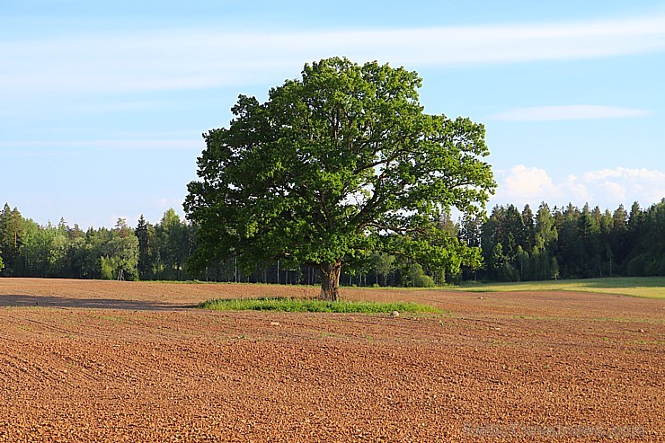Travelnews.lv pieķer foto mirkļus Latvijas karoga dzimtenē - Cēsīs 225223