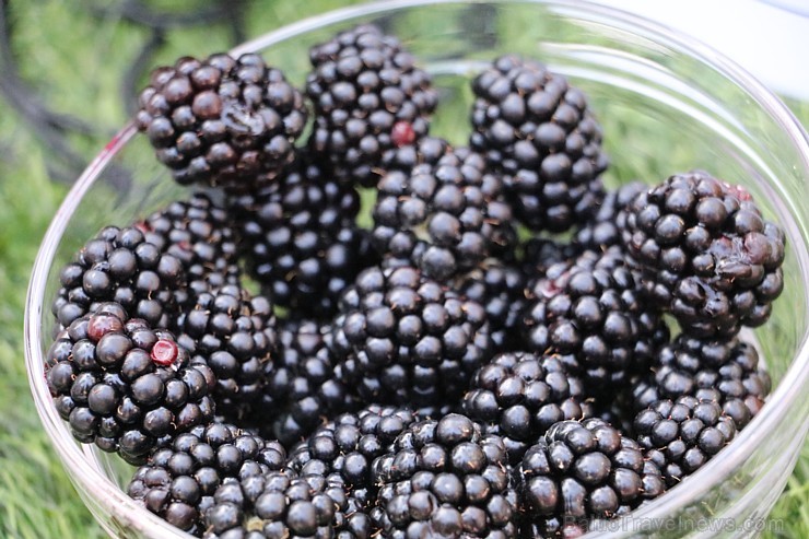 Jūrmalā jau otro sezonu atklāj ielas ēdienu festivāls «Gourmet Fair» 225670