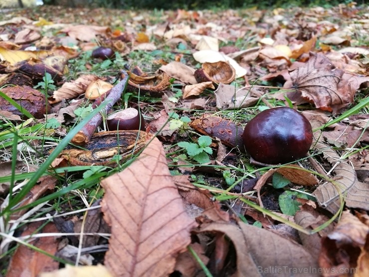 Rīgas parki un dārzi pārklājas rudens zeltā 234674