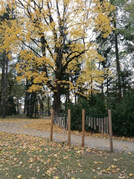Rīgas parki un dārzi pārklājas rudens zeltā 234681