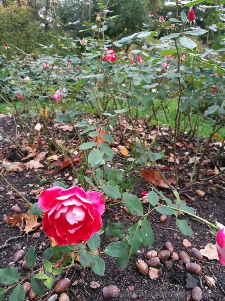 Rīgas parki un dārzi pārklājas rudens zeltā 234685