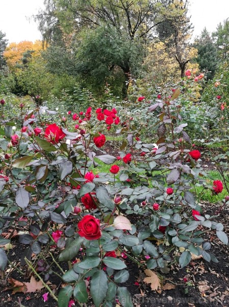 Rīgas parki un dārzi pārklājas rudens zeltā 234686