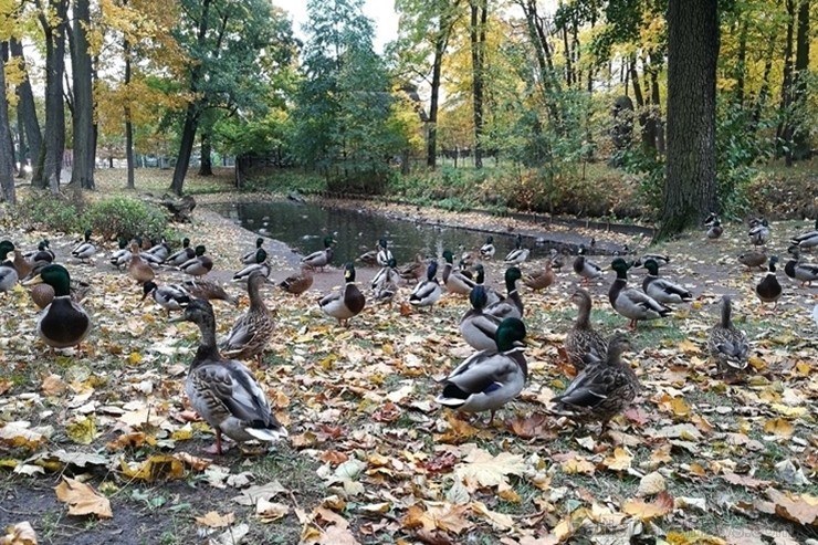 Rīgas parki un dārzi pārklājas rudens zeltā 234697
