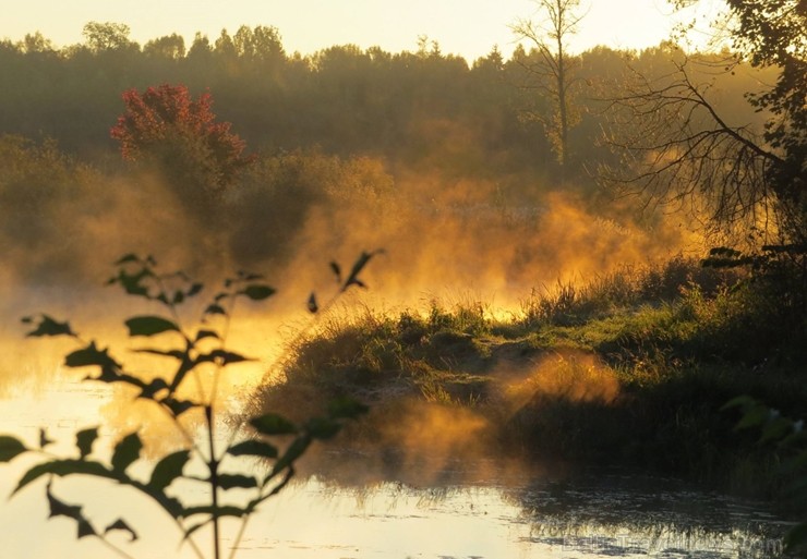 Latvijas un ārvalstu iedzīvotāju ķert zelta lapu mirkļus, atspoguļojot brīnišķīgi krāšņo rudeni. Foto no Siguldas novada pašvaldības vizuālo materiālu 235215