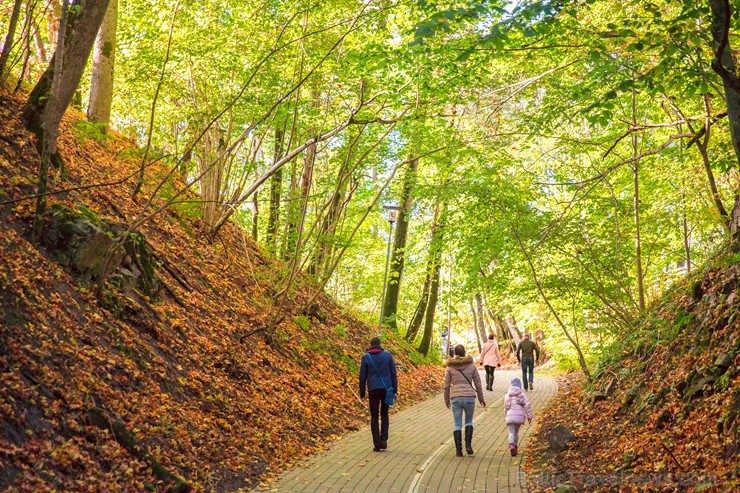 Latvijas un ārvalstu iedzīvotāju ķert zelta lapu mirkļus, atspoguļojot brīnišķīgi krāšņo rudeni. Foto no Siguldas novada pašvaldības vizuālo materiālu 235233
