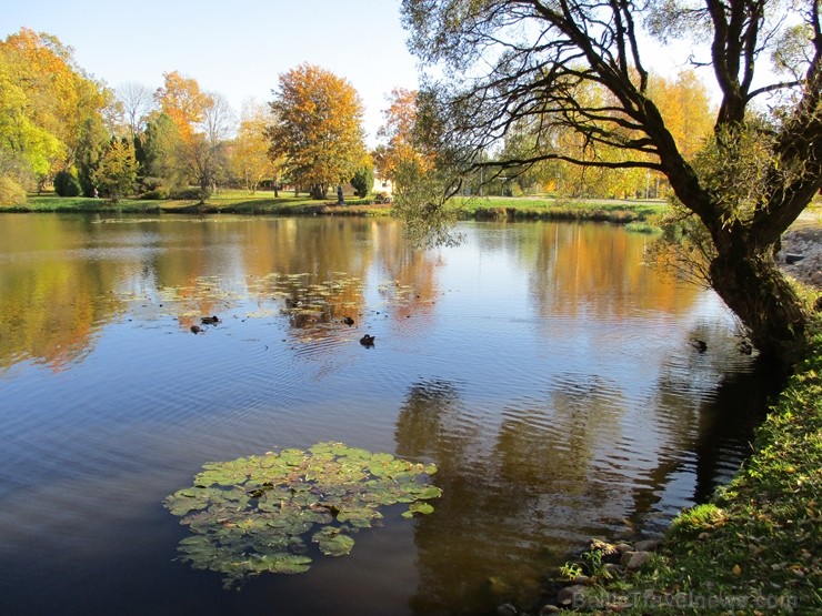 Senatnīgajā Ziemeļvidzemes pilsētā Alūksnē un tās apkārtnē valda zelta rudens. Foto: Daina Rudzīte Senatnīgajā Ziemeļvidzemes pilsētā Alūksnē un tās apkārtnē valda zelta rudens. Foto: Daina Rudzīte 235800