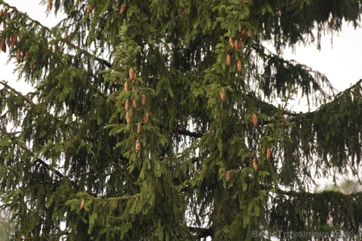 Šogad Rīgas lielās ziemassvētku egles tika meklētas vēsturiski ļoti nozīmīgā vietā, kur pirms 102 gadiem norisinājās Ziemassvētku kaujas. Pirms egļu m 238397