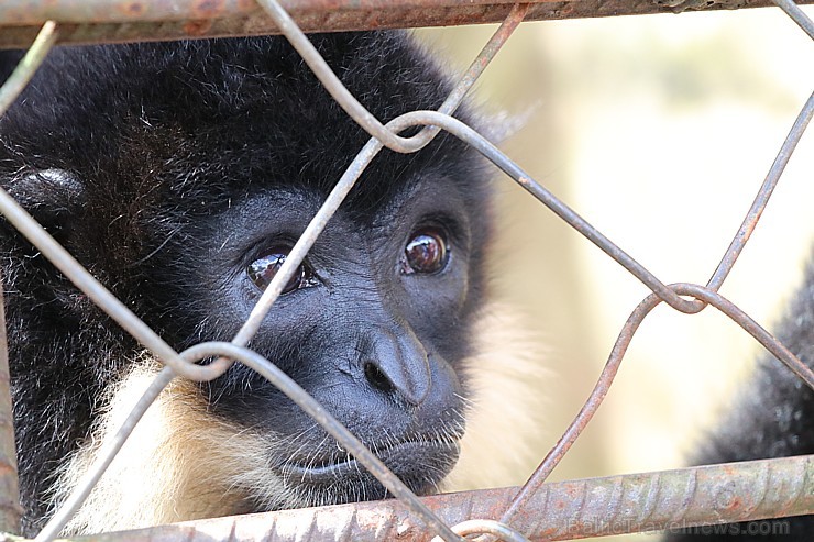 Travelnews.lv iesaka ignorēt zoodārzu Prenn parkā līdz dzīvnieku uzturēšanas apstākļu būtiskai uzlabošanai. Atbalsta: 365 brīvdienas Travelnews.lv iesaka ignorēt zoodārzu Prenn parkā līdz dzīvnieku uzturēšanas apstākļu būtiskai uzlabošanai. Atbalsta: 365 brīvdienas 246989