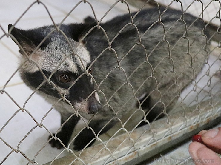 Travelnews.lv iesaka ignorēt zoodārzu Prenn parkā līdz dzīvnieku uzturēšanas apstākļu būtiskai uzlabošanai. Atbalsta: 365 brīvdienas 246990