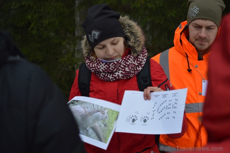 Pārgājiena laikā dalībnieki izglītojās par dzīvnieku atstātajiem pēdu nospiedumiem dabā, nosaidroja no kurienes atceļojušas un kurp aizved to pēdas, a Pārgājiena laikā dalībnieki izglītojās par dzīvnieku atstātajiem pēdu nospiedumiem dabā, nosaidroja no kurienes atceļojušas un kurp aizved to pēdas, a 247832