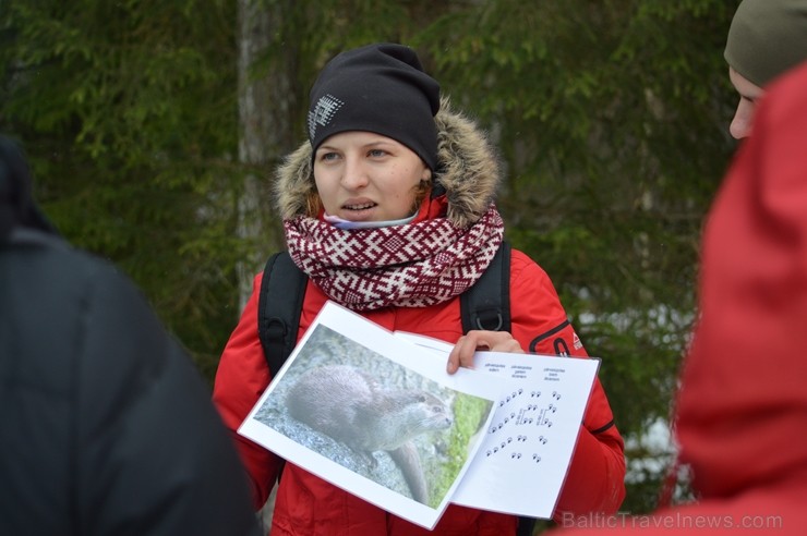 Pārgājiena laikā dalībnieki izglītojās par dzīvnieku atstātajiem pēdu nospiedumiem dabā, nosaidroja no kurienes atceļojušas un kurp aizved to pēdas, a Pārgājiena laikā dalībnieki izglītojās par dzīvnieku atstātajiem pēdu nospiedumiem dabā, nosaidroja no kurienes atceļojušas un kurp aizved to pēdas, a 247833