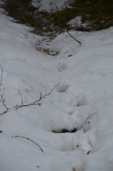 Pārgājiena laikā dalībnieki izglītojās par dzīvnieku atstātajiem pēdu nospiedumiem dabā, nosaidroja no kurienes atceļojušas un kurp aizved to pēdas, a Pārgājiena laikā dalībnieki izglītojās par dzīvnieku atstātajiem pēdu nospiedumiem dabā, nosaidroja no kurienes atceļojušas un kurp aizved to pēdas, a 247840