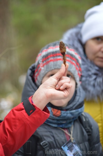 Pārgājiena laikā dalībnieki izglītojās par dzīvnieku atstātajiem pēdu nospiedumiem dabā, nosaidroja no kurienes atceļojušas un kurp aizved to pēdas, a Pārgājiena laikā dalībnieki izglītojās par dzīvnieku atstātajiem pēdu nospiedumiem dabā, nosaidroja no kurienes atceļojušas un kurp aizved to pēdas, a 247848