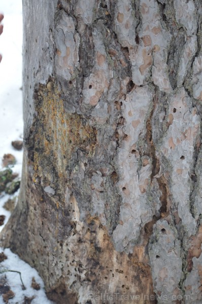 Pārgājiena laikā dalībnieki izglītojās par dzīvnieku atstātajiem pēdu nospiedumiem dabā, nosaidroja no kurienes atceļojušas un kurp aizved to pēdas, a Pārgājiena laikā dalībnieki izglītojās par dzīvnieku atstātajiem pēdu nospiedumiem dabā, nosaidroja no kurienes atceļojušas un kurp aizved to pēdas, a 247850