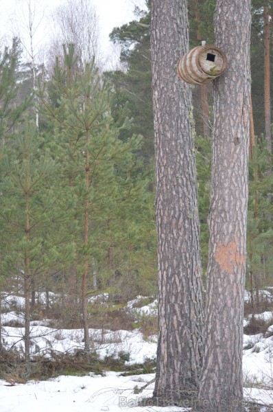 Pārgājiena laikā dalībnieki izglītojās par dzīvnieku atstātajiem pēdu nospiedumiem dabā, nosaidroja no kurienes atceļojušas un kurp aizved to pēdas, a Pārgājiena laikā dalībnieki izglītojās par dzīvnieku atstātajiem pēdu nospiedumiem dabā, nosaidroja no kurienes atceļojušas un kurp aizved to pēdas, a 247853