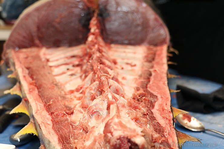 Skatītāju priekšā «Centrālais Gastro Tirgus» tiek sadalīts 208kg smags un 6.000 eiro vērts tuncis Skatītāju priekšā «Centrālais Gastro Tirgus» tiek sadalīts 208kg smags un 6.000 eiro vērts tuncis 250632