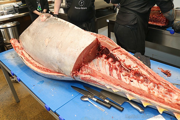 Skatītāju priekšā «Centrālais Gastro Tirgus» tiek sadalīts 208kg smags un 6.000 eiro vērts tuncis Skatītāju priekšā «Centrālais Gastro Tirgus» tiek sadalīts 208kg smags un 6.000 eiro vērts tuncis 250633