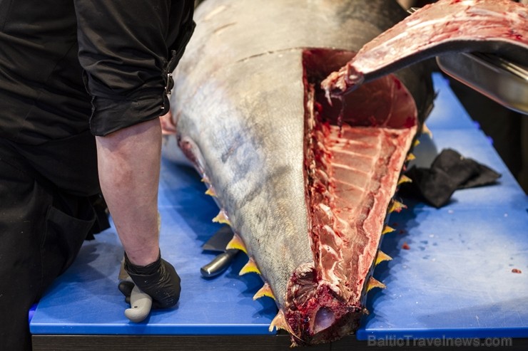 208 kg smagais un 6.000 Eiro vērtais zilspuru tuncis uz Rīgu 208 kg smagais un 6.000 Eiro vērtais zilspuru tuncis uz Rīgu