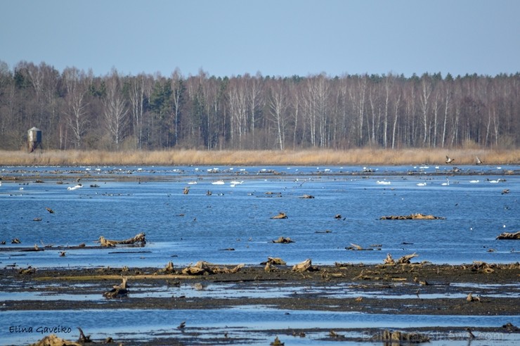 Dabas liegumā «Lubāna mitrājs» Putnu dienās pulcējas zinātkāri dabas draugi 250992