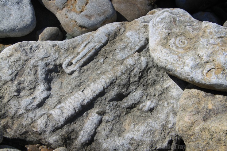Stāvkrasta pakājē starp akmens oļiem nereti manāmi Paleozoja ēras Ordovika perioda galvkāja fosīlijas. Tev noteikti atradīsies laiks apstāties un izp Stāvkrasta pakājē starp akmens oļiem nereti manāmi Paleozoja ēras Ordovika perioda galvkāja fosīlijas. Tev noteikti atradīsies laiks apstāties un izp 252188