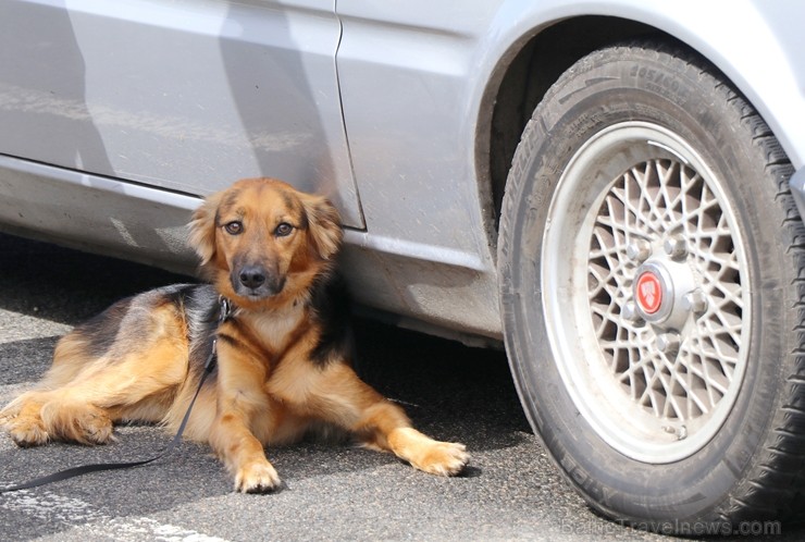 Latvijas Antīko automobiļu kluba «Youngtimer Rally» sekcija rīkoja 5.05.2019 «Youngtimer Cars&Coffee 2019» salidojumu 253122