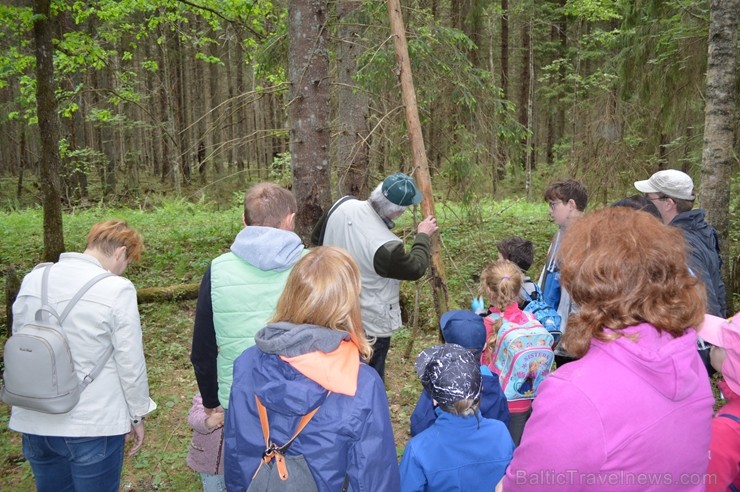 Pārgājiena gaitā tika apskatīti kukaiņi, ķērpji, gliemeži un sēnes, bet lielu interesi radīja sarkanās ērces, Plaušu ķērpja, Gludā vārsptiņgliemeža, n Pārgājiena gaitā tika apskatīti kukaiņi, ķērpji, gliemeži un sēnes, bet lielu interesi radīja sarkanās ērces, Plaušu ķērpja, Gludā vārsptiņgliemeža, n 255508