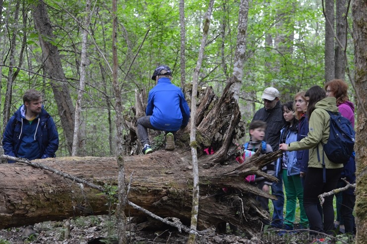 Pārgājiena gaitā tika apskatīti kukaiņi, ķērpji, gliemeži un sēnes, bet lielu interesi radīja sarkanās ērces, Plaušu ķērpja, Gludā vārsptiņgliemeža, n Pārgājiena gaitā tika apskatīti kukaiņi, ķērpji, gliemeži un sēnes, bet lielu interesi radīja sarkanās ērces, Plaušu ķērpja, Gludā vārsptiņgliemeža, n 255515