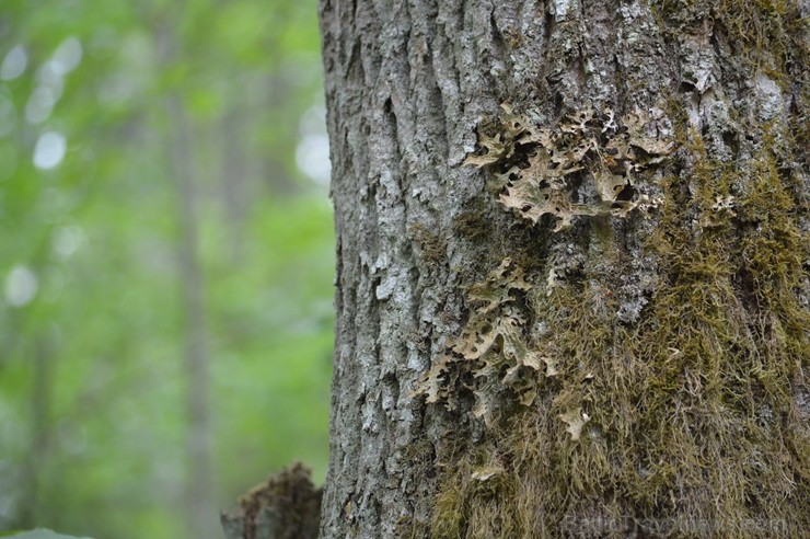 Pārgājiena gaitā tika apskatīti kukaiņi, ķērpji, gliemeži un sēnes, bet lielu interesi radīja sarkanās ērces, Plaušu ķērpja, Gludā vārsptiņgliemeža, n 255525