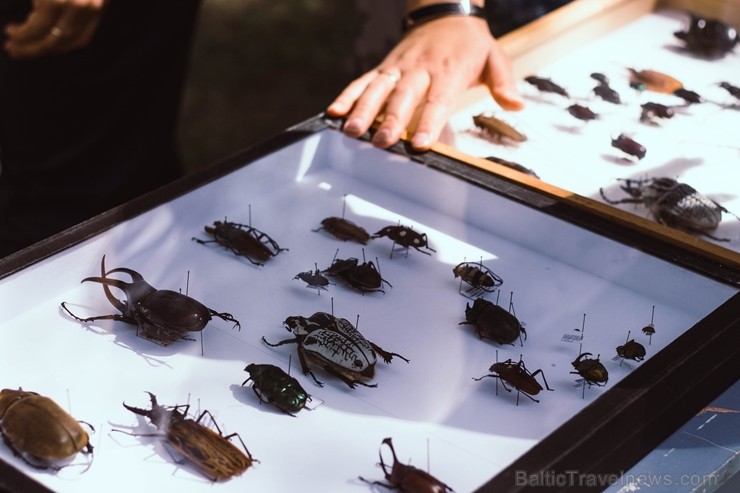 Preiļu novada Jasmuižas parkā pirmo reizi tika rīkots ekofestivāls Preiļu novada Jasmuižas parkā pirmo reizi tika rīkots ekofestivāls