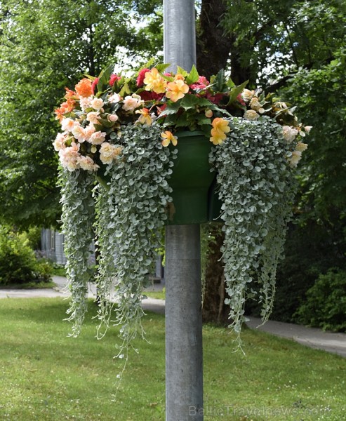 Šogad Preiļu pilsētas ziedu apstādījumos valda lillā, dzeltenais un oranžais tonis, bet Preiļu pilsētas centru rotā krāšņa ziedu upe Šogad Preiļu pilsētas ziedu apstādījumos valda lillā, dzeltenais un oranžais tonis, bet Preiļu pilsētas centru rotā krāšņa ziedu upe 258383