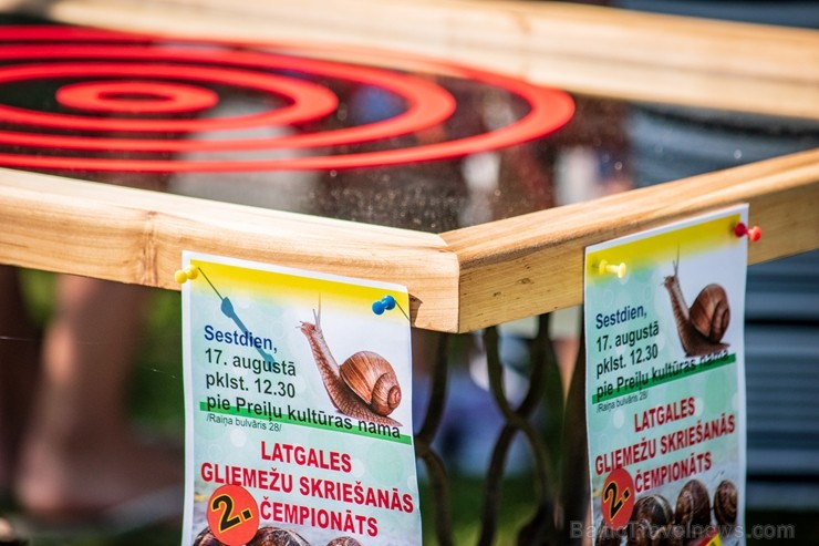 Preiļu pilsētas svētkos tika rīkotas īpašās sacensībās - Latgales gliemežu skriešanas 2. čempionāts Preiļu pilsētas svētkos tika rīkotas īpašās sacensībās - Latgales gliemežu skriešanas 2. čempionāts 262602