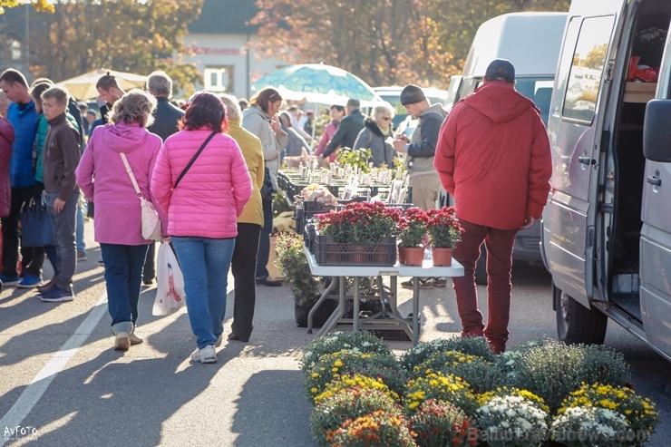 Madonas Saieta laukumā un tuvākajā apkārtnē notika tradicionālais rudens gadatirgus Madonas Saieta laukumā un tuvākajā apkārtnē notika tradicionālais rudens gadatirgus
