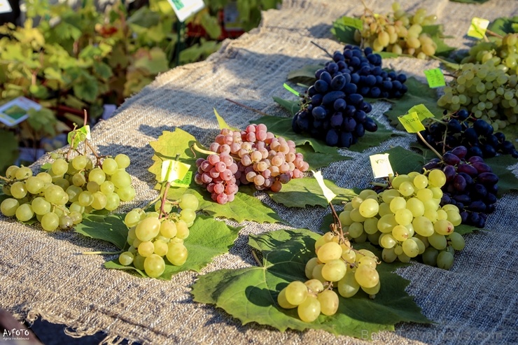 Madonas Saieta laukumā un tuvākajā apkārtnē notika tradicionālais rudens gadatirgus Madonas Saieta laukumā un tuvākajā apkārtnē notika tradicionālais rudens gadatirgus
