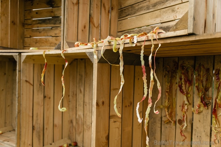 Jau astoto gadu Latvijas sulīgākais festivāls Dobelē pulcē novada un apkārtnes mājražotājus, stādaudzētājus, augļkopjus un interesentus Jau astoto gadu Latvijas sulīgākais festivāls Dobelē pulcē novada un apkārtnes mājražotājus, stādaudzētājus, augļkopjus un interesentus 267729