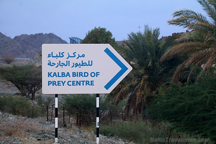 Travelnews.lv apmeklē plēsējputnu centru «Kalba Bird of Prey Centre» Šārdžas emirātā. Atbalsta: VisitSharjah.com un Novatours.lv Travelnews.lv apmeklē plēsējputnu centru «Kalba Bird of Prey Centre» Šārdžas emirātā. Atbalsta: VisitSharjah.com un Novatours.lv 269403
