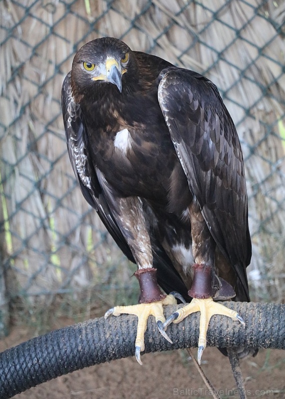 Travelnews.lv apmeklē plēsējputnu centru «Kalba Bird of Prey Centre» Šārdžas emirātā. Atbalsta: VisitSharjah.com un Novatours.lv Travelnews.lv apmeklē plēsējputnu centru «Kalba Bird of Prey Centre» Šārdžas emirātā. Atbalsta: VisitSharjah.com un Novatours.lv 269408