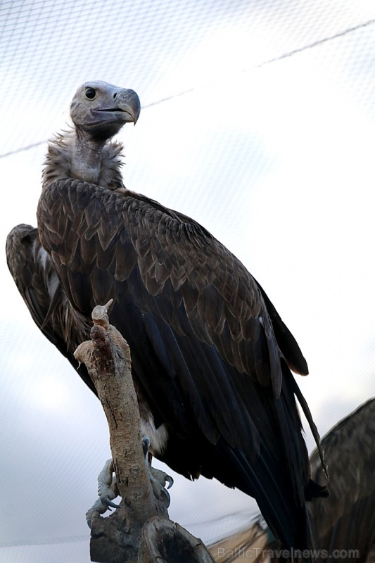 Travelnews.lv apmeklē plēsējputnu centru «Kalba Bird of Prey Centre» Šārdžas emirātā. Atbalsta: VisitSharjah.com un Novatours.lv Travelnews.lv apmeklē plēsējputnu centru «Kalba Bird of Prey Centre» Šārdžas emirātā. Atbalsta: VisitSharjah.com un Novatours.lv 269424