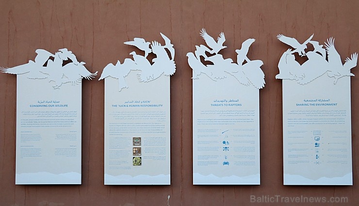 Travelnews.lv apmeklē plēsējputnu centru «Kalba Bird of Prey Centre» Šārdžas emirātā. Atbalsta: VisitSharjah.com un Novatours.lv Travelnews.lv apmeklē plēsējputnu centru «Kalba Bird of Prey Centre» Šārdžas emirātā. Atbalsta: VisitSharjah.com un Novatours.lv 269440