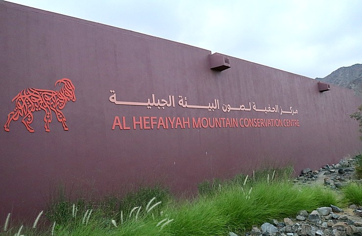 Travelnews.lv apmeklē dabas aizsardzības centru «Al Hefaiyah Mountain Conservation Centre». Atbalsta: VisitSharjah.com un Novatours.lv Travelnews.lv apmeklē dabas aizsardzības centru «Al Hefaiyah Mountain Conservation Centre». Atbalsta: VisitSharjah.com un Novatours.lv 269723