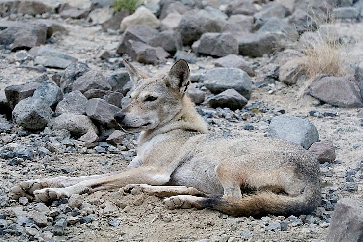 Travelnews.lv apmeklē dabas aizsardzības centru «Al Hefaiyah Mountain Conservation Centre». Atbalsta: VisitSharjah.com un Novatours.lv Travelnews.lv apmeklē dabas aizsardzības centru «Al Hefaiyah Mountain Conservation Centre». Atbalsta: VisitSharjah.com un Novatours.lv 269733