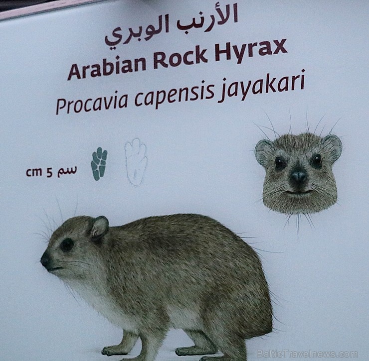 Travelnews.lv apmeklē dabas aizsardzības centru «Al Hefaiyah Mountain Conservation Centre». Atbalsta: VisitSharjah.com un Novatours.lv Travelnews.lv apmeklē dabas aizsardzības centru «Al Hefaiyah Mountain Conservation Centre». Atbalsta: VisitSharjah.com un Novatours.lv 269734