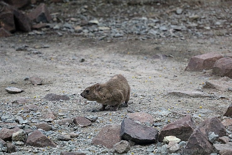 Travelnews.lv apmeklē dabas aizsardzības centru «Al Hefaiyah Mountain Conservation Centre». Atbalsta: VisitSharjah.com un Novatours.lv Travelnews.lv apmeklē dabas aizsardzības centru «Al Hefaiyah Mountain Conservation Centre». Atbalsta: VisitSharjah.com un Novatours.lv 269735