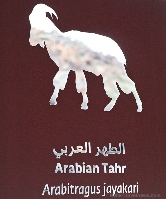 Travelnews.lv apmeklē dabas aizsardzības centru «Al Hefaiyah Mountain Conservation Centre». Atbalsta: VisitSharjah.com un Novatours.lv 269739