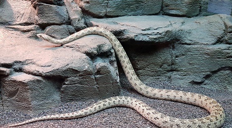 Travelnews.lv apmeklē dabas aizsardzības centru «Al Hefaiyah Mountain Conservation Centre». Atbalsta: VisitSharjah.com un Novatours.lv Travelnews.lv apmeklē dabas aizsardzības centru «Al Hefaiyah Mountain Conservation Centre». Atbalsta: VisitSharjah.com un Novatours.lv 269746