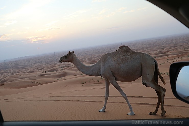 Travelnews.lv iepazīst Šārdžas emirāta tuksneša dzīvi izbraucienā ar apvidus spēkratu, Atbalsta: VisitSharjah.com un Novatours.lv Travelnews.lv iepazīst Šārdžas emirāta tuksneša dzīvi izbraucienā ar apvidus spēkratu, Atbalsta: VisitSharjah.com un Novatours.lv 270810